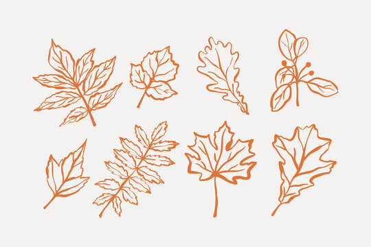Set of hand drawn autumn leaves in line art style. Collection includes maple, oak, and other foliage elements. Perfect for seasonal design, patterns, cards, and decorations.