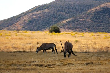 Gemsbok grazing in the winter landscape