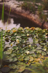 Serenity captured in a tranquil pond adorned with blooming water lilies under the gentle embrace of early morning light