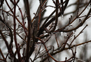 freezing rain dripping from bare tree branches