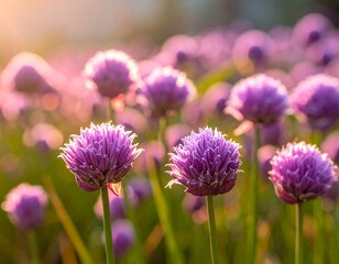 Purple flower field at sunrise