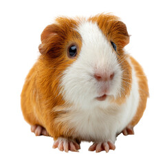 guinea pig sits calmly, isolated on transparent background