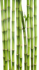 Fototapeta premium Fresh Green Bamboo Stalks with Natural Texture and Vertical Growth Isolated on White Background for Botanical Object, Asian Plant and Tropical Nature Concept