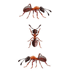 Set of ants, high-quality cartoon illustrations of ants in multiple poses and angles, ideal for educational content, scientific visuals, insect studies, pest control themes, and nature-related project