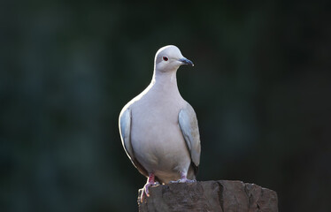Eurasian collared dove perched on a tree stump