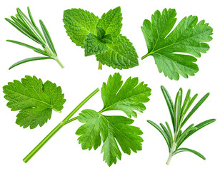 Herb parsley mint thyme rosemary isolated  