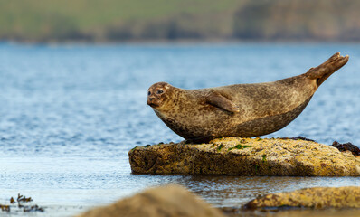 Harbor seal (common seal) resting on rock by the sea