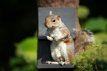 Portrait of a grey squirrel standing on a squirrel feeder