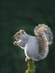Grey squirrel eating nut on a tree branch