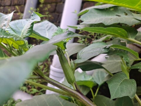 The Datura plant features large trumpet-shaped flowers, spiked seed pods, and lush foliage, known for its striking beauty, medicinal history, and naturally toxic