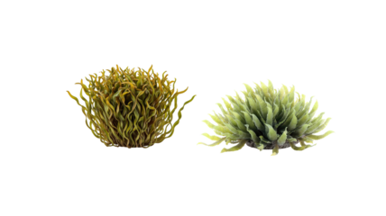 Seaweed on transparent background png