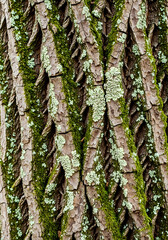 Close-up of Tree Bark with Moss and Lichen