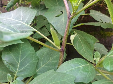 The Datura plant features large trumpet-shaped flowers, spiked seed pods, and lush foliage, known for its striking beauty, medicinal history, and naturally toxic