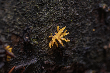 Yellow Tremella mesenterica fungus on tree bark close up forest macro