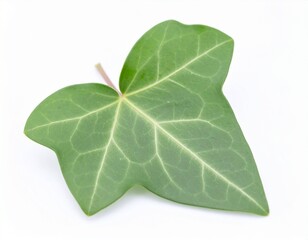 Obraz premium Green Ivy Leaf with Natural Veins and Classic Shape Isolated on White Background for Botanical Object, Climbing Plant and Decorative Foliage Concept