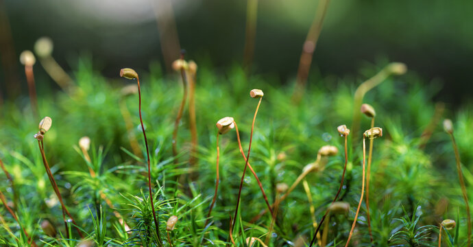 Polytrichum commune moss with sporophytes and capsules in forest macro
