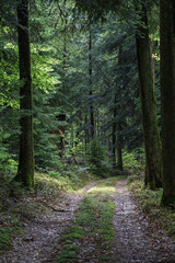 Forest path with hunting stand hidden among trees in natural woodland