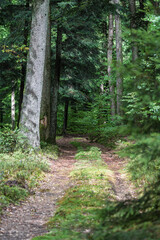 Obraz premium Forest path with Fagus sylvatica and Picea abies in summer light