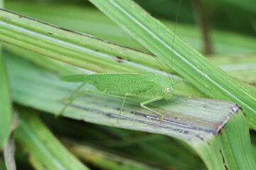 Tettigonia viridissima macro - green bush-cricket on grass blade