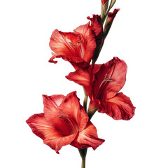 Fototapeta premium Stunning high quality macro photograph of a single vibrant red gladiolus flower