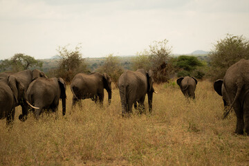 Fototapeta premium Herd of African elephants walking together through the Tanzanian savanna, captured from behind in the wild.