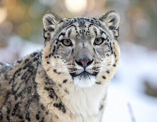 Majestic Snow Leopard Portrait: Captivating Gaze in Winter Setting