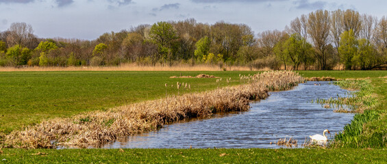 A peaceful river meanders through a verdant landscape. Trees in the background frame the tranquil scene while a swan glides gracefully.