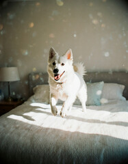 Excited White Dog Jumping on a Bed in a Bright Sunlit Room