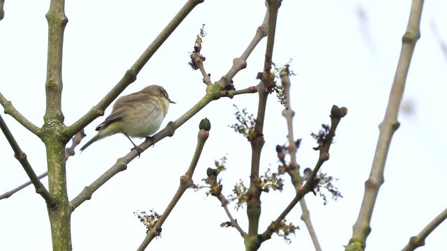 A common chiffchaff (Phylloscopus collybita) singing in a tree in early spring and preening its feathers