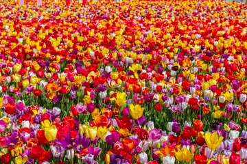 Fotobehang Diep Rood Colorful tulips blooming in a field in Hillegom, Netherlands  © Richard Semik