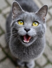 Grey Cat with Yellow Eyes