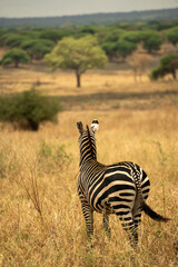 Obraz premium Zebra standing in golden grass, looking out over the Tanzanian savanna with acacia trees in the distance.