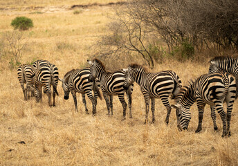 Group of zebras grazing together in the dry savanna grasslands of Tanzania during safari season.