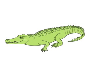 Obraz premium Cartoon illustration of a light green crocodile