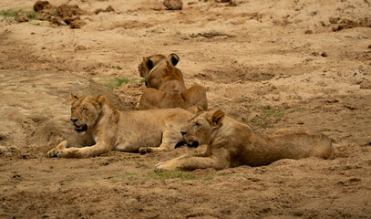 Group of lionesses resting together on sandy ground in the Tanzanian savanna wilderness.
