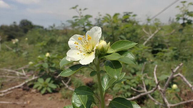 Delicate white blossoms and green foliage from the jasmine plant