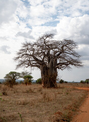 Large baobab tree standing tall in the dry savanna landscape of Tanzania under a cloudy sky.