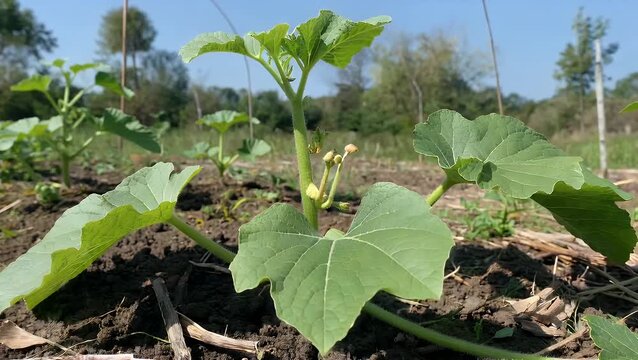 Intimate Detailed View of Ripening Watermelon Fruit Developing Upon its Vine in Cultivated Field Under Bright Sunlight