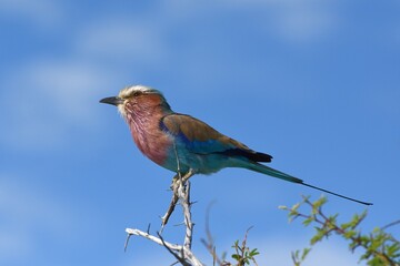 Gabelracke (Coracias caudatus) im Etoscha Nationalpark in Namibia