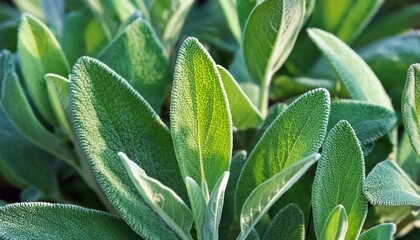 Detail Of The Leaves Of A Sage Plant