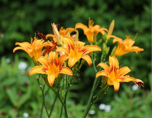 Fototapeta premium Orange lilies in a garden setting