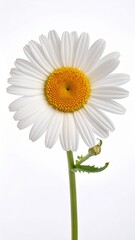 Fototapeta premium White Daisy Flower with Yellow Center and Fresh Petals Isolated on White Background for Botanical Object, Garden Blossom and Summer Floral Concept