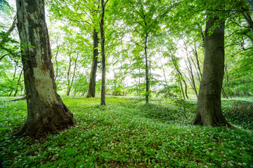 Bärlauchblüte in den Rheinauen von Jockgrim unter grünen Buchen
