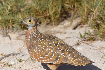 Fleckenflughühner (Pterocles burchelli) im Etoscha Nationalpark in Namibia