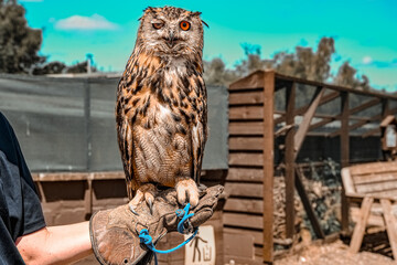 Large owl perched outdoors