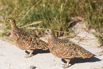 Fleckenflughühner (Pterocles burchelli) im Etoscha Nationalpark in Namibia