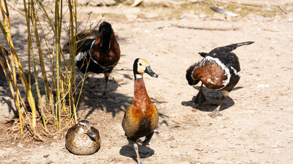 Group of Ducks Walking on Ground