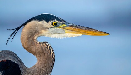 Heron's profile close-up