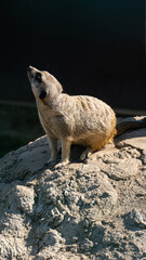 Meerkat Sitting on Rock in Zoo © Marcin