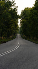 Fototapeta premium Empty Country Road Through Forest in Summer